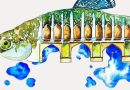 زنان، قربانیان و ناجیان محیط زیست زنان، قربانیان و ناجیان محیط زیست